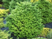 Tsuga canadensis 'no name yet' 